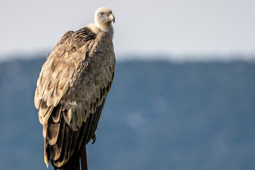 Griffon vulture (gyps fulvus) perched on a pole in Alcoy.