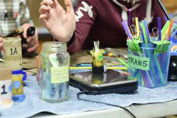 Tennessee Warbler being banded