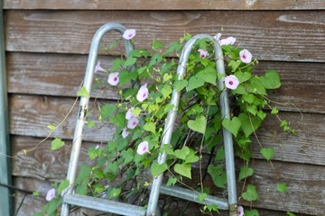 Purple Morning Glory Vine in Bloom