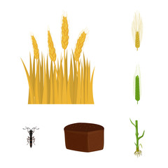 Vector illustration of wheat and corn symbol. Collection of wheat and harvest stock symbol for web.