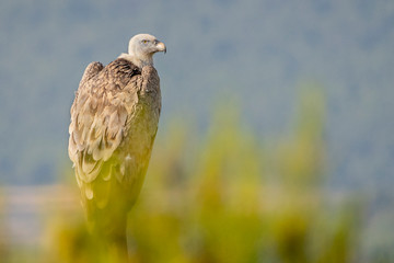 Griffon vulture (gyps fulvus) perched on a pole in Alcoy.