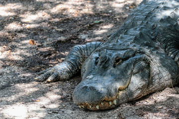 Alligator 