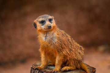 Meerkat on Guard 