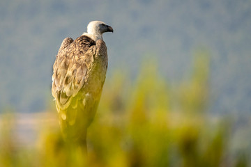 Griffon vulture (gyps fulvus) perched on a pole in Alcoy.