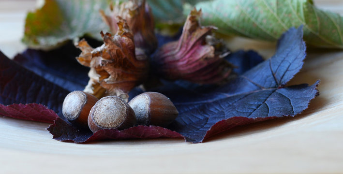 Organic hazelnuts with involucre and both fresh purple and autumn crumpled leaves from the red hazel (corylus purpurea, corylaceae family) on blank wooden container. Selective focus