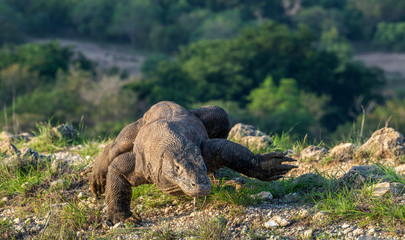 Walking Komodo dragon. Scientific name: Varanus komodoensis. Natural habitat. Indonesia. Rinca Island.