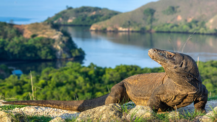 Komodo dragon. Scientific name: Varanus komodoensis. Biggest in the world living lizard in natural habitat.  Landscape of Island Rinca. Indonesia.