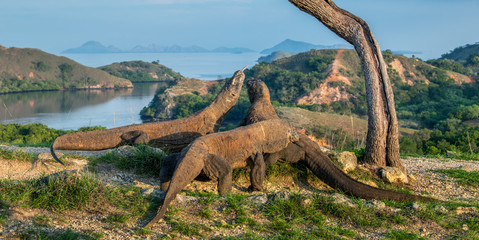 Komodo dragons. Scientific name: Varanus komodoensis. Biggest in the world living lizard in natural habitat.  Landscape of Island Rinca. Indonesia.
