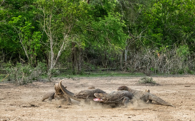 Fight of komodo dragons for prey. The Komodo dragon, scientific name: Varanus komodoensis. Indonesia.