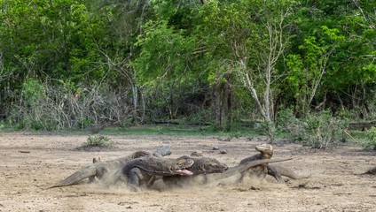 Fight of komodo dragons for prey. The Komodo dragon, scientific name: Varanus komodoensis. Indonesia.
