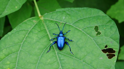 green beetle on leaf