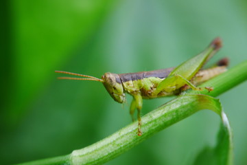 grasshopper on leaf