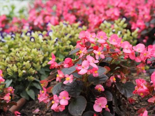 ピンク色のベゴニアの花