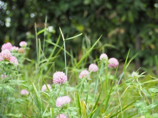 春の野原に咲くクローバーのピンク色の花