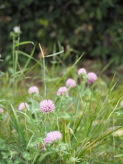 Fototapeta premium 春の野原に咲くクローバーのピンク色の花