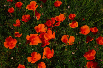 field of poppies