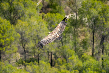 Griffon vulture (gyps fulvus) in flight, Alcoy.