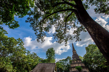 Natural background, large old pagoda (Wat Umong Suan Phutthatham), in Chiang Mai, is a famous tourist destination, tourists are always popular to make merit and see the beauty according to the seasons