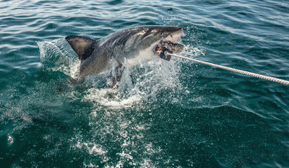 Obraz premium Great White Shark jumps out of the water and grabs bait. Scientific name: Carcharodon carcharias. South Africa