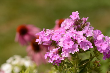 Blooming summer flowers