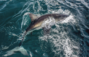 Great White Shark at the surface of the water. Scientific name: Carcharodon carcharias. South Africa