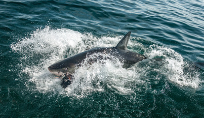 Fototapeta premium Great White Shark at the surface of the water. Scientific name: Carcharodon carcharias. South Africa