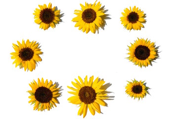 ヒマワリ、黄色い花、夏、明るい、元気。白背景。花イメージ素材。