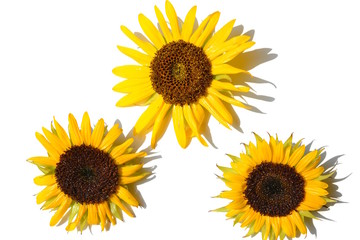 Obraz premium ヒマワリ、黄色い花、夏、明るい、元気。白背景。花イメージ素材。