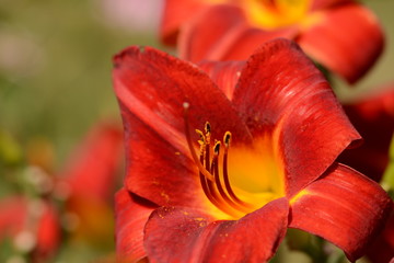 Blooming summer flowers