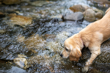 烏川渓谷_ゴールデンレトニエル