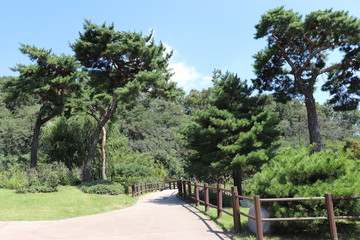  Park forest walkway