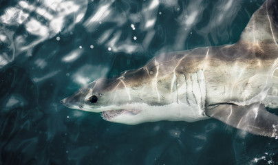Great White Shark at the surface of the water. Scientific name: Carcharodon carcharias. South Africa