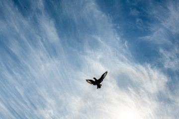 Fototapeta na wymiar Great Skua in flight on blue sky background. Scientific name: Catharacta skua. Bottom view.