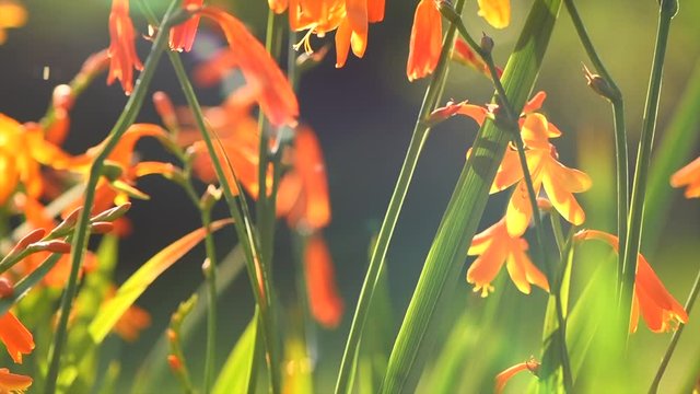 Crocosmia flowers blooming in a garden close-up. Crocosmia (montbretia) yellow and orange vivid small flowers. Beautiful bright flower. Sun flares. 4K UHD video, slow motion