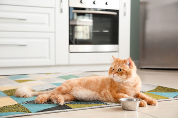 Cute cat lying near bowl with food in kitchen