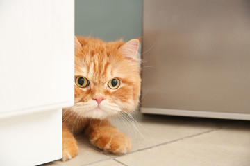 Cute Persian cat at home