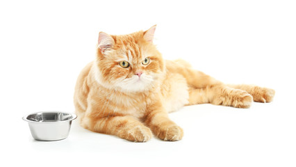 Cute red Persian cat and bowl with food on white background