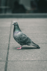 Pigeon on the sidewalk in New York City