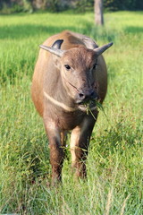 Young buffalo in the field