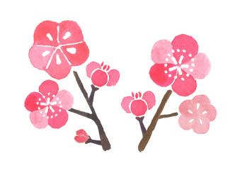 梅の花　イラスト