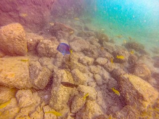 Underwater scene of Coral and tropical fish in Puerto Rico in the Caribbean