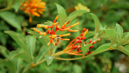 Bee on flower 