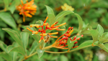Bee on flower 