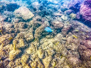 Underwater scene of Coral and tropical fish in Puerto Rico in the Caribbean