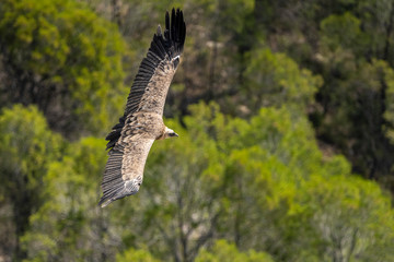 Griffon vulture (gyps fulvus) in flight, Alcoy.