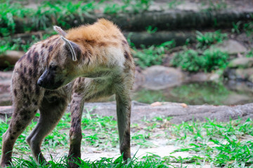 Spotted Hyena 