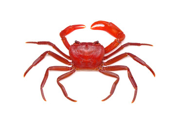 Red land crab (Phricotelphusa limula)(Male) isolated on white background. It's also known as waterfalls crab, native to Phuket Thailand. Rare and protected.