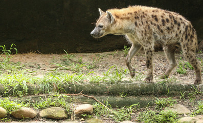 Spotted Hyena 