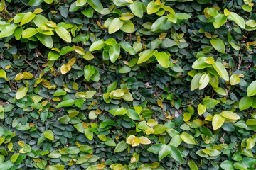 Green Wall with Ficus Pumila (climbing fig, creeping fig)