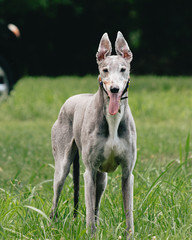 Greyhound dog standing in a field